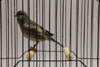 Fife Canary
